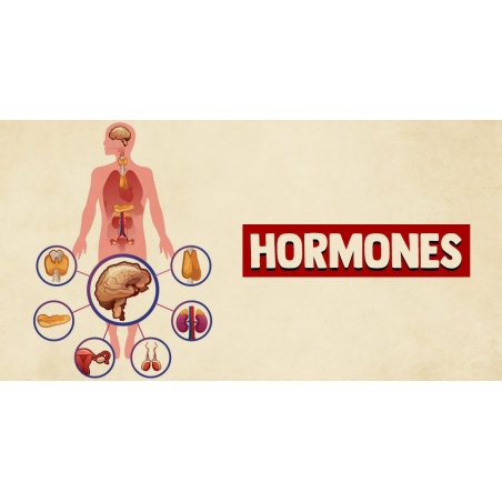 Hormones | Testosterone for Libido und Muscles